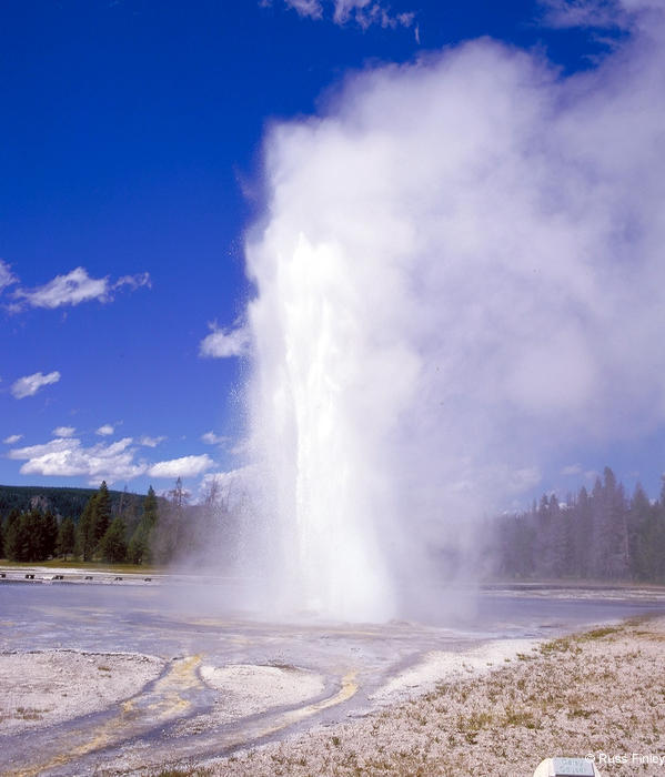 Daisy Geyser