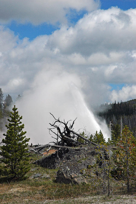 Daisy Geyser