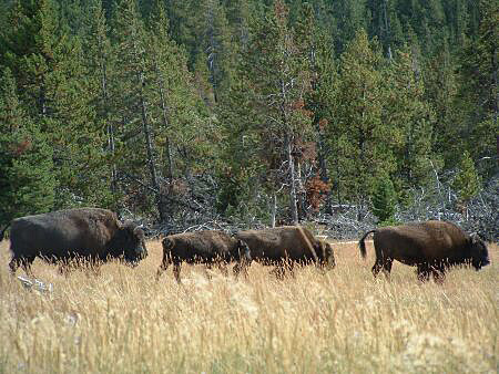 Followers Mary Mountain Trail - bison