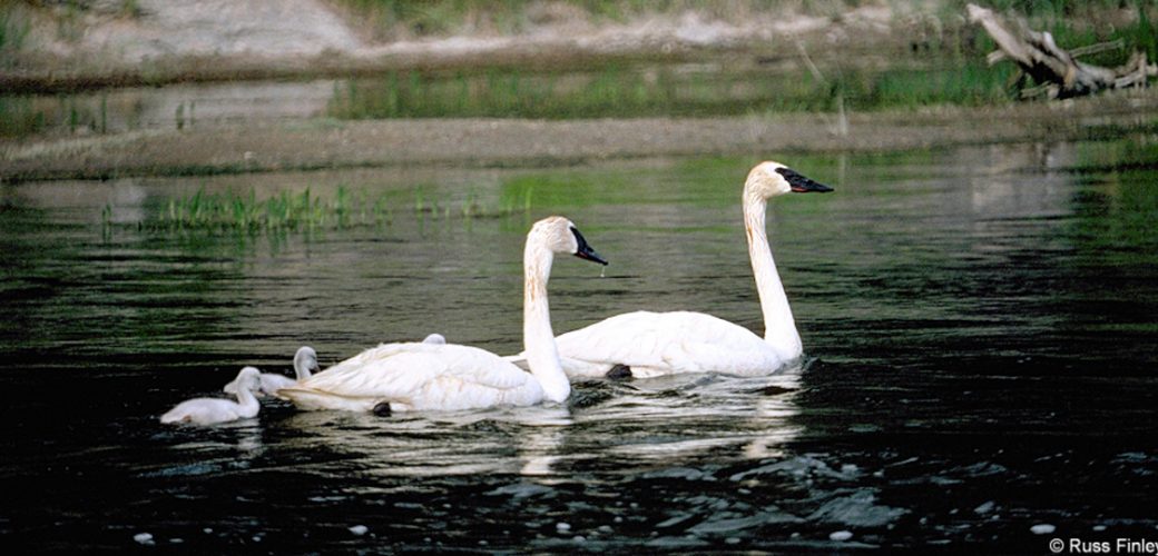 Swans