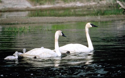 Swans