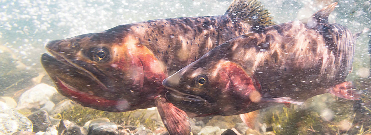 Cutthroat Trout
