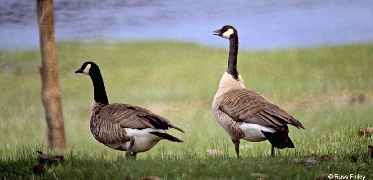 Canada Geese