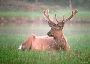 Bull Elk in Spring