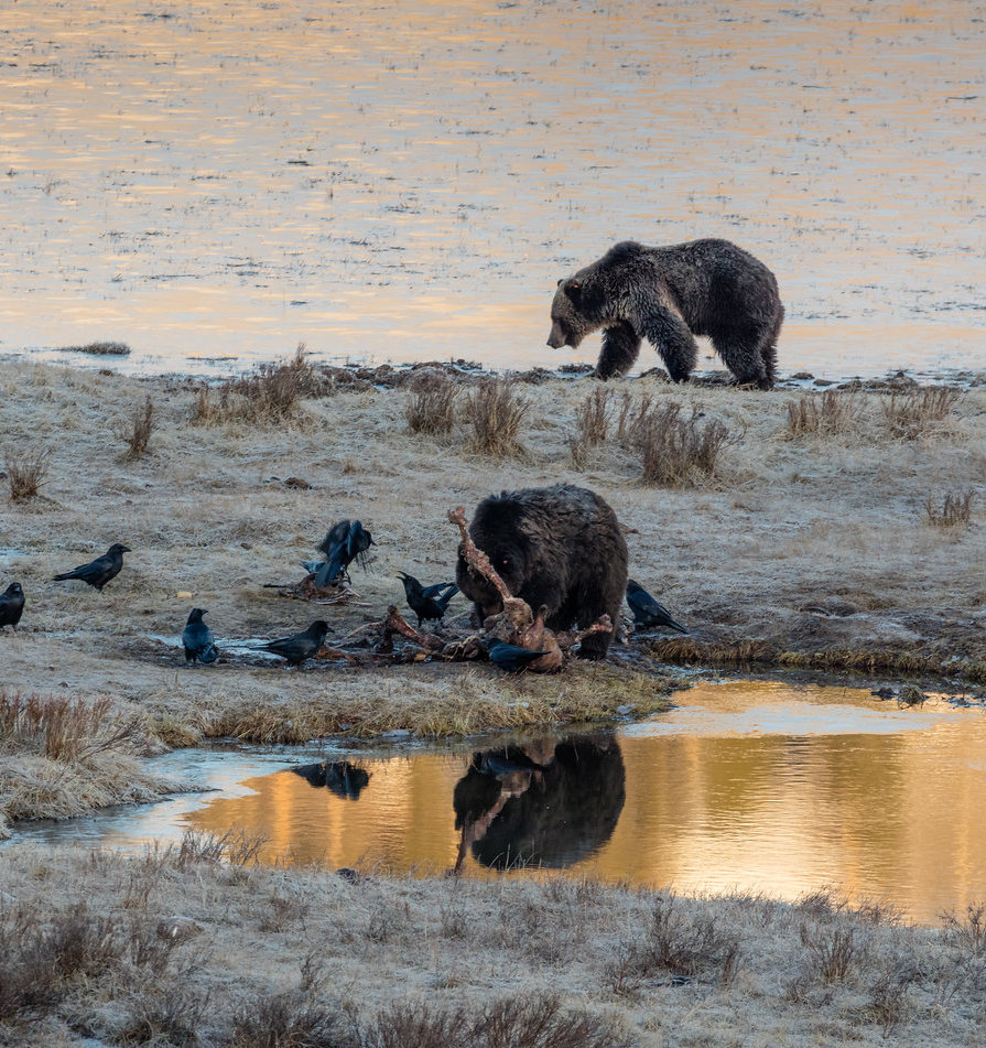 Grizzly Bear feeding on carcass