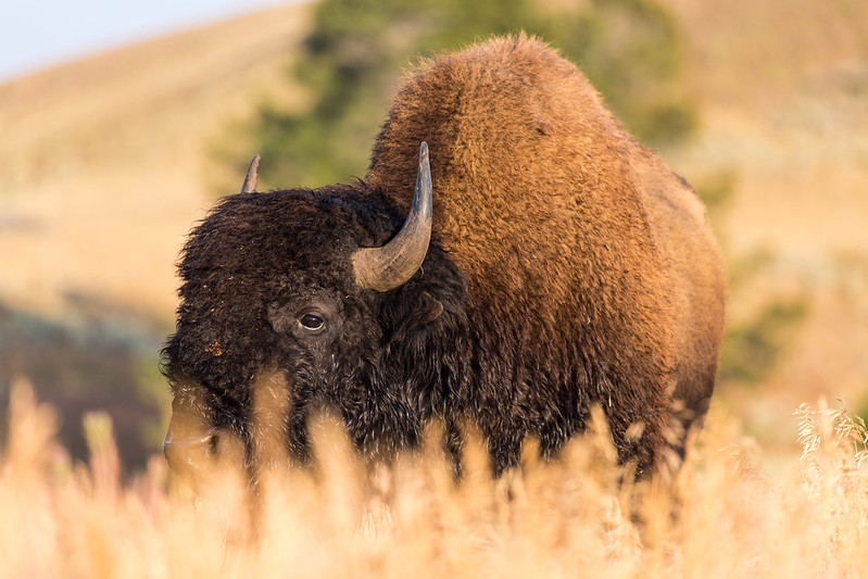 074-06-018 Bison