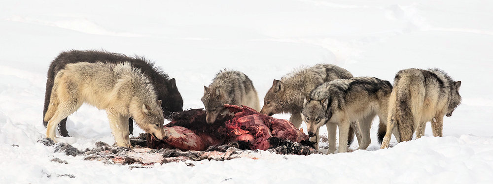 wolves feeding on carcass