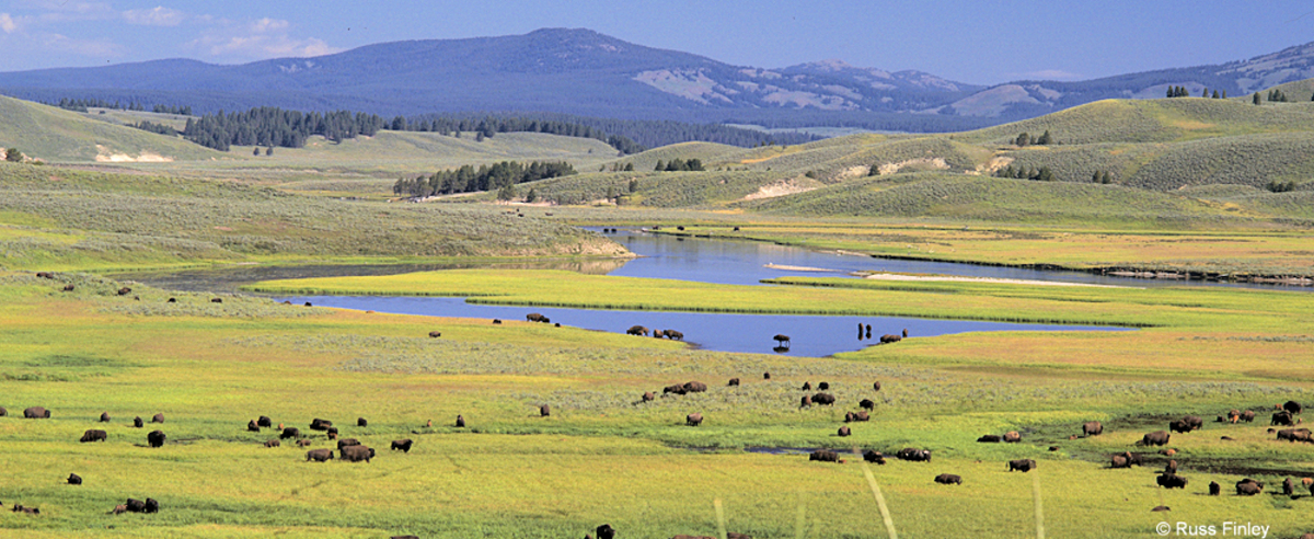 Hayden Valley with bison