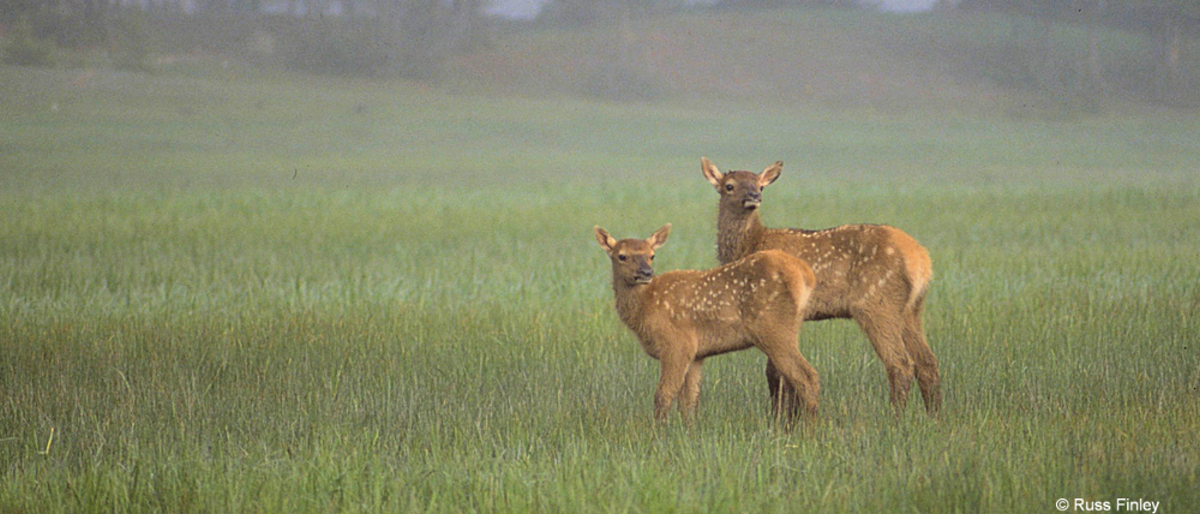 Elk Calves in Meadow