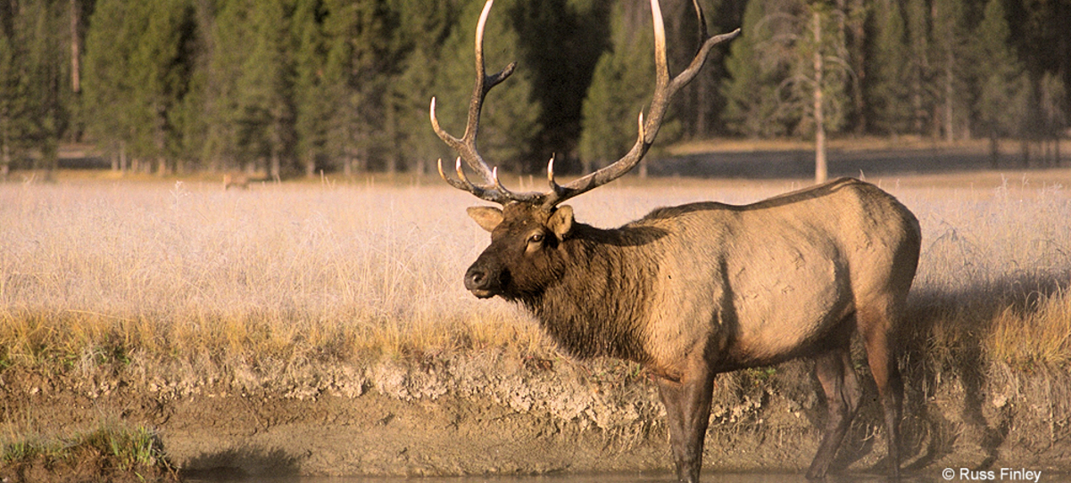 Bull Elk