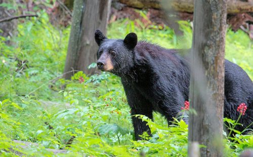 Black Bear