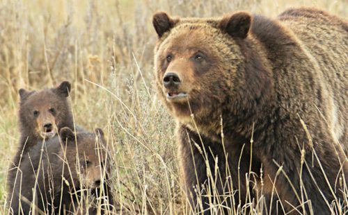 Sow Grizzly Bear with Cubs