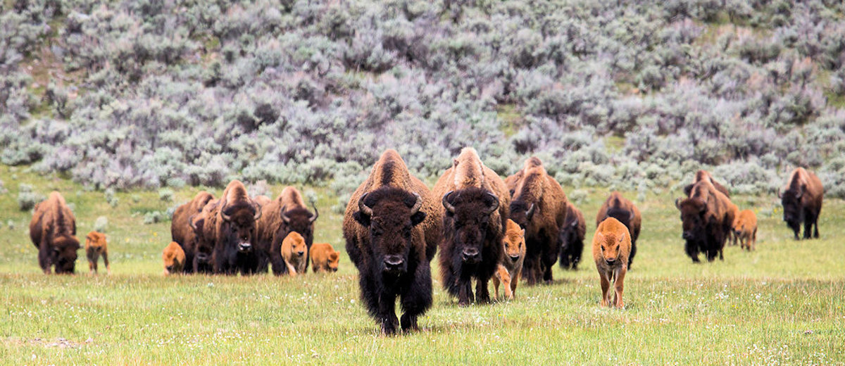 Bison Herd with Calves