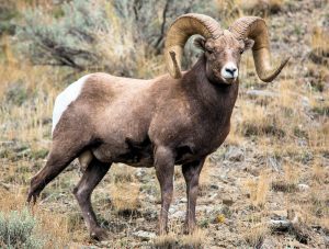 Big Horn Sheep