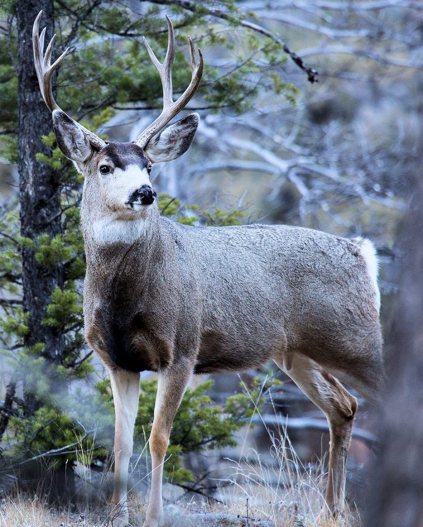 Mule Deer