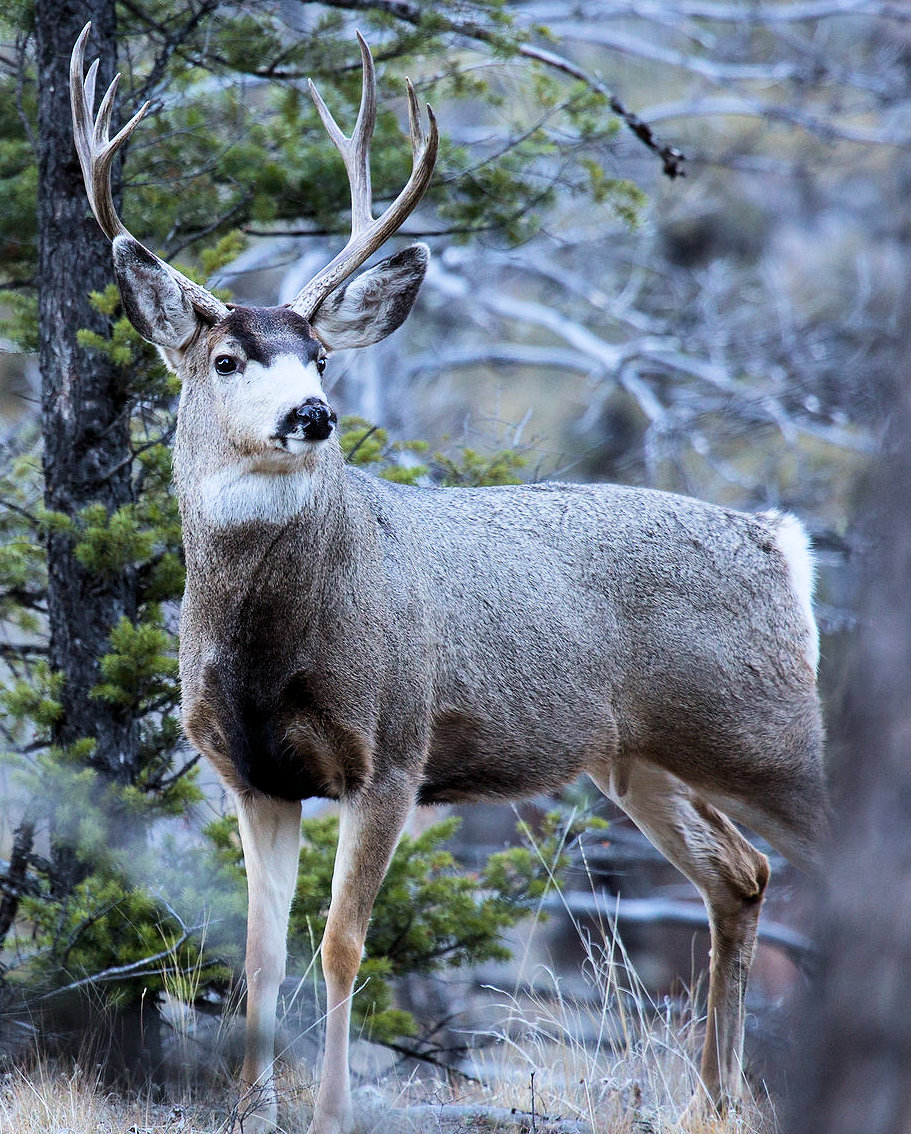 Mule Deer - Yellowstone Wildlife