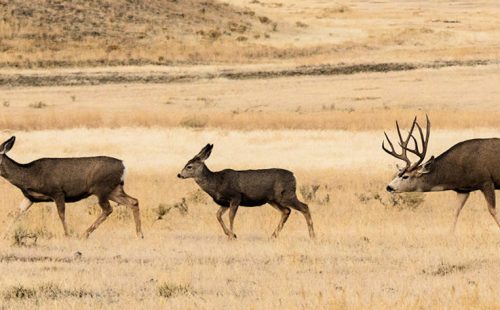 Mule Deer