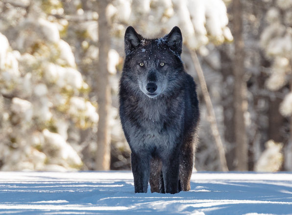 Average Weight Of Wolves In Yellowstone | Blog Dandk