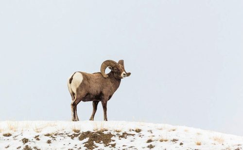 Bighorn Sheep