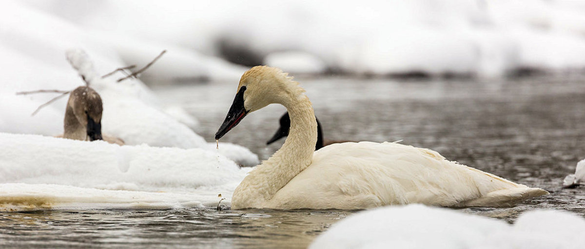 Trumpeter Swans