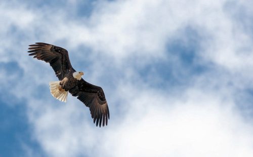 Bald Eagle