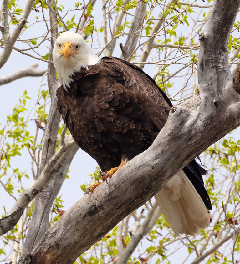 Bald Eagle