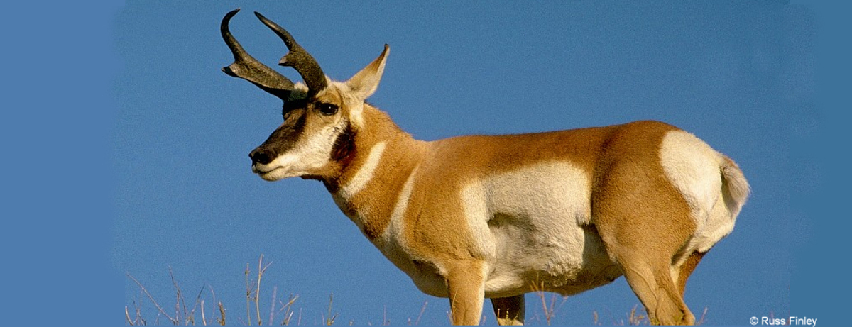 Pronghorn Antelope