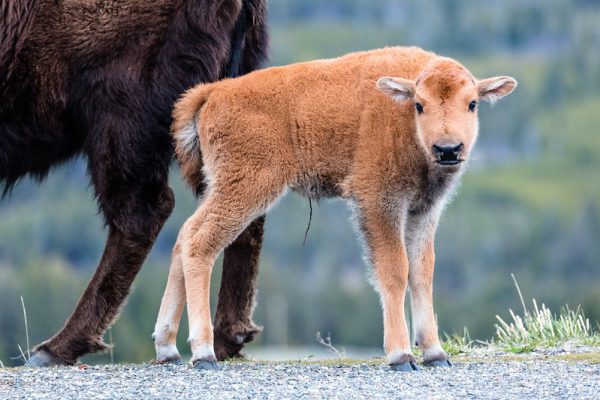 Bison Calf