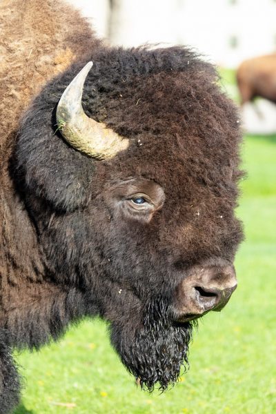 Bison