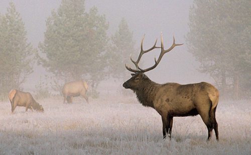 Bull Elk