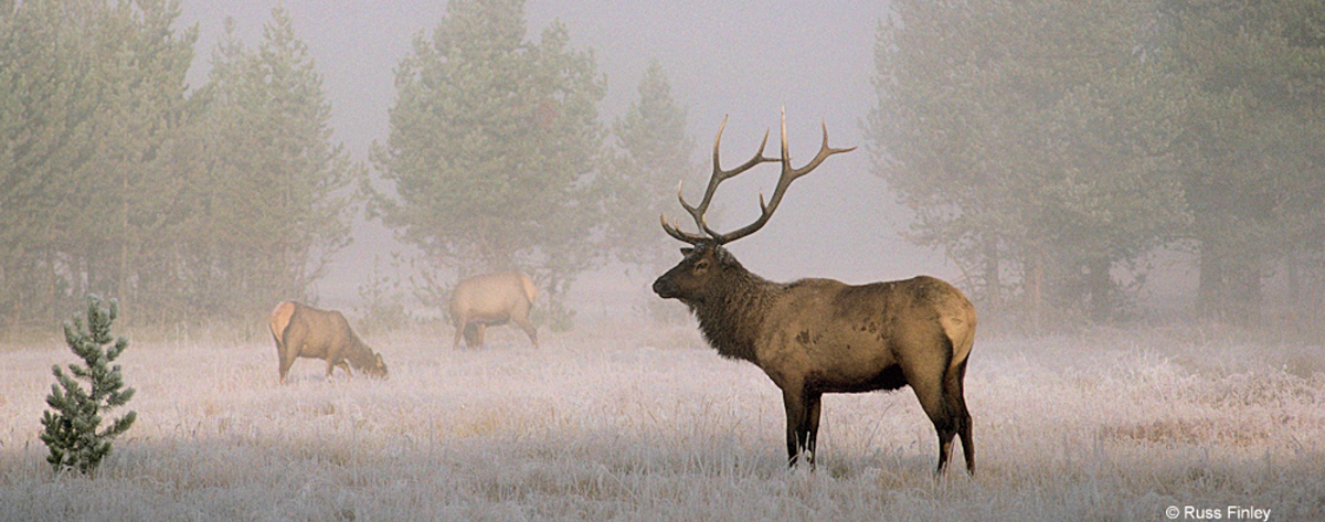 Bull Elk