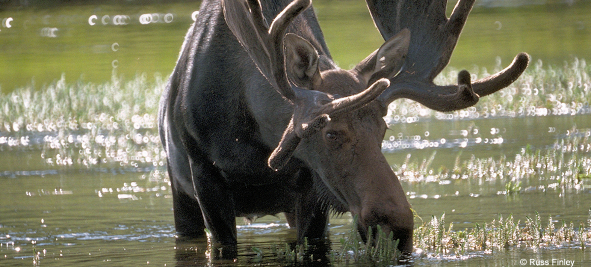 Bull Moose in Madison River