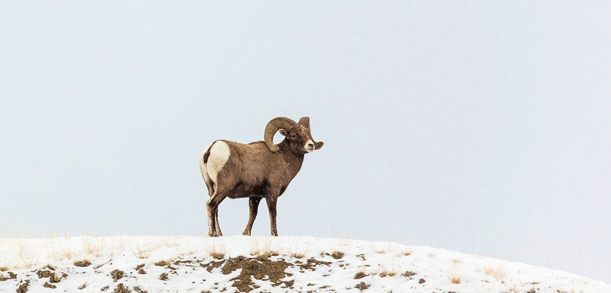 Bighorn Sheep