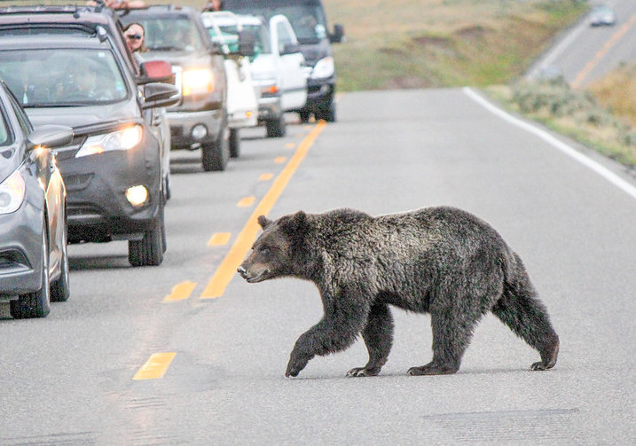 Grizzly Bear crossing road