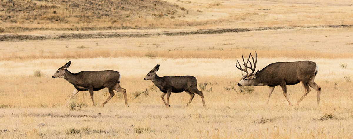 Mule Deer