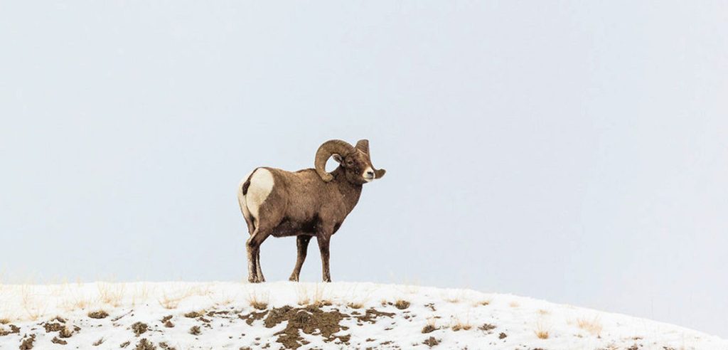 Bighorn Sheep