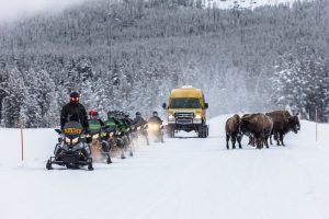 snowmobiles and bison