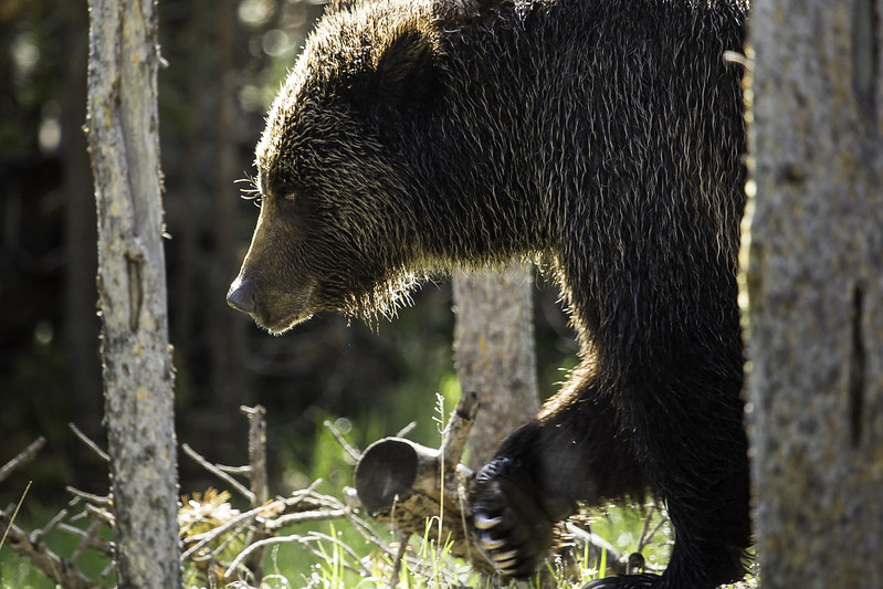 Grizzly Bear in forest