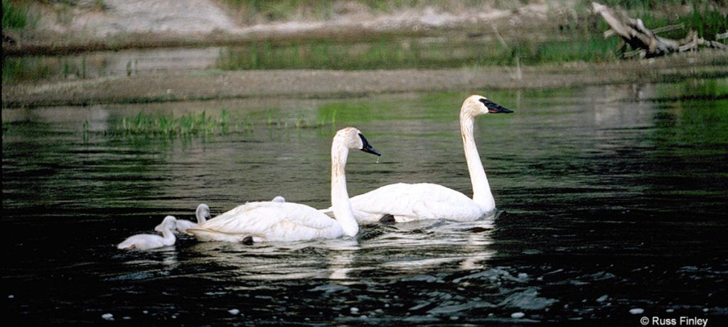 Swans