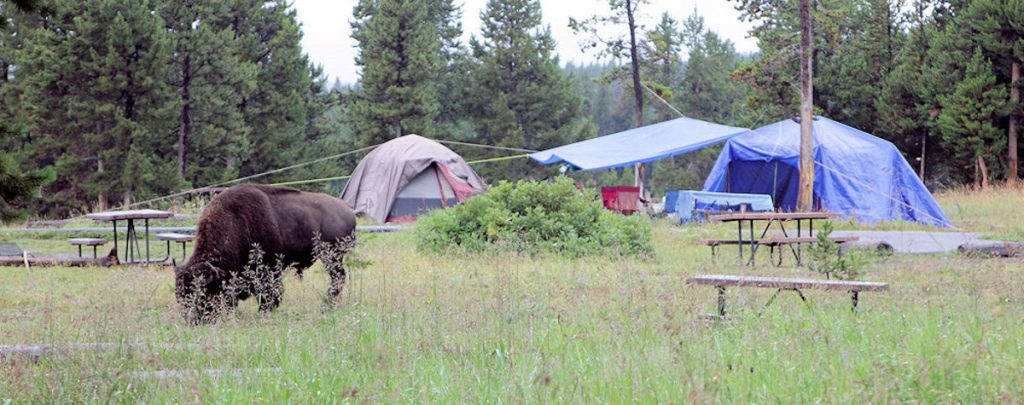Bridge Bay Campground
