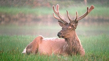 Permalink to: Where should I stay in Yellowstone? Permalink to: Where should I stay in Yellowstone?