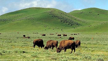 Permalink to: Where should I stay when Yellowstone is full? Permalink to: Where should I stay when Yellowstone is full?