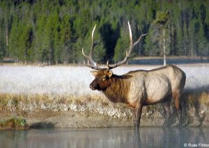 Bull Elk