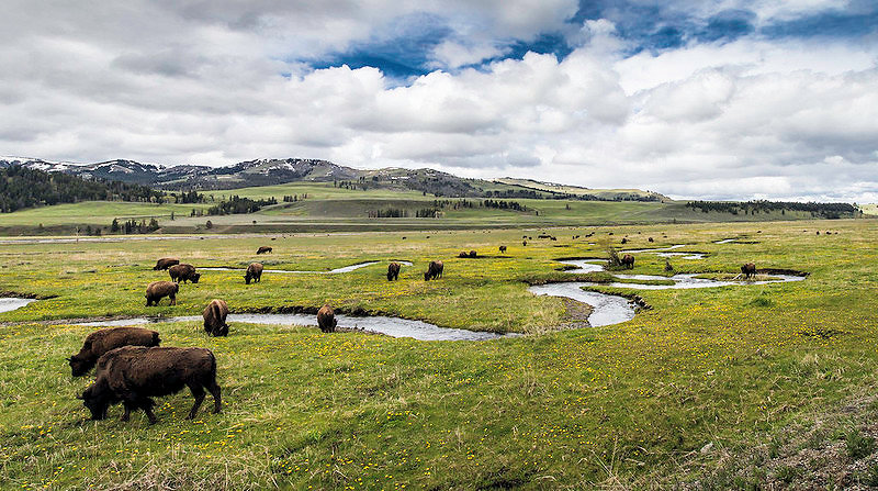 Yellowstone Bison