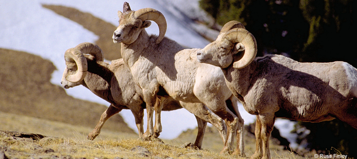 Big Horn Sheep