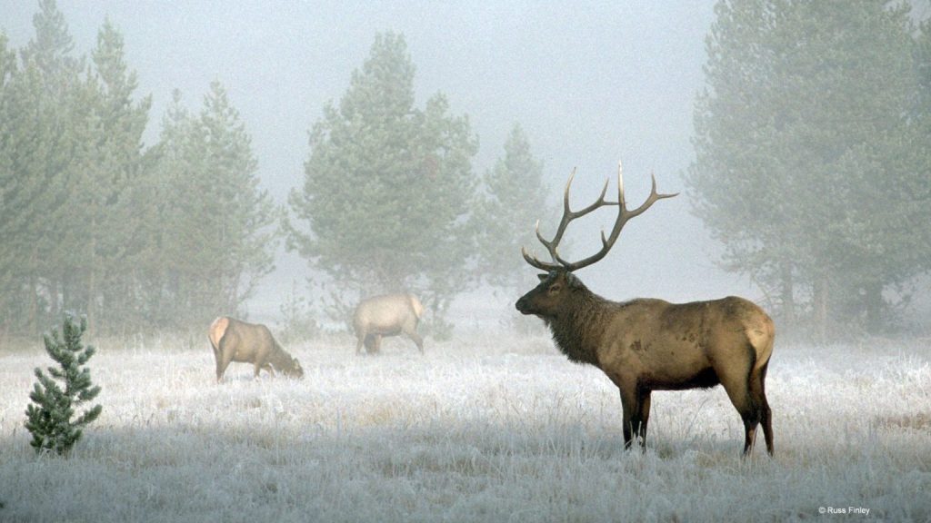 Bull Elk - Yellowstone